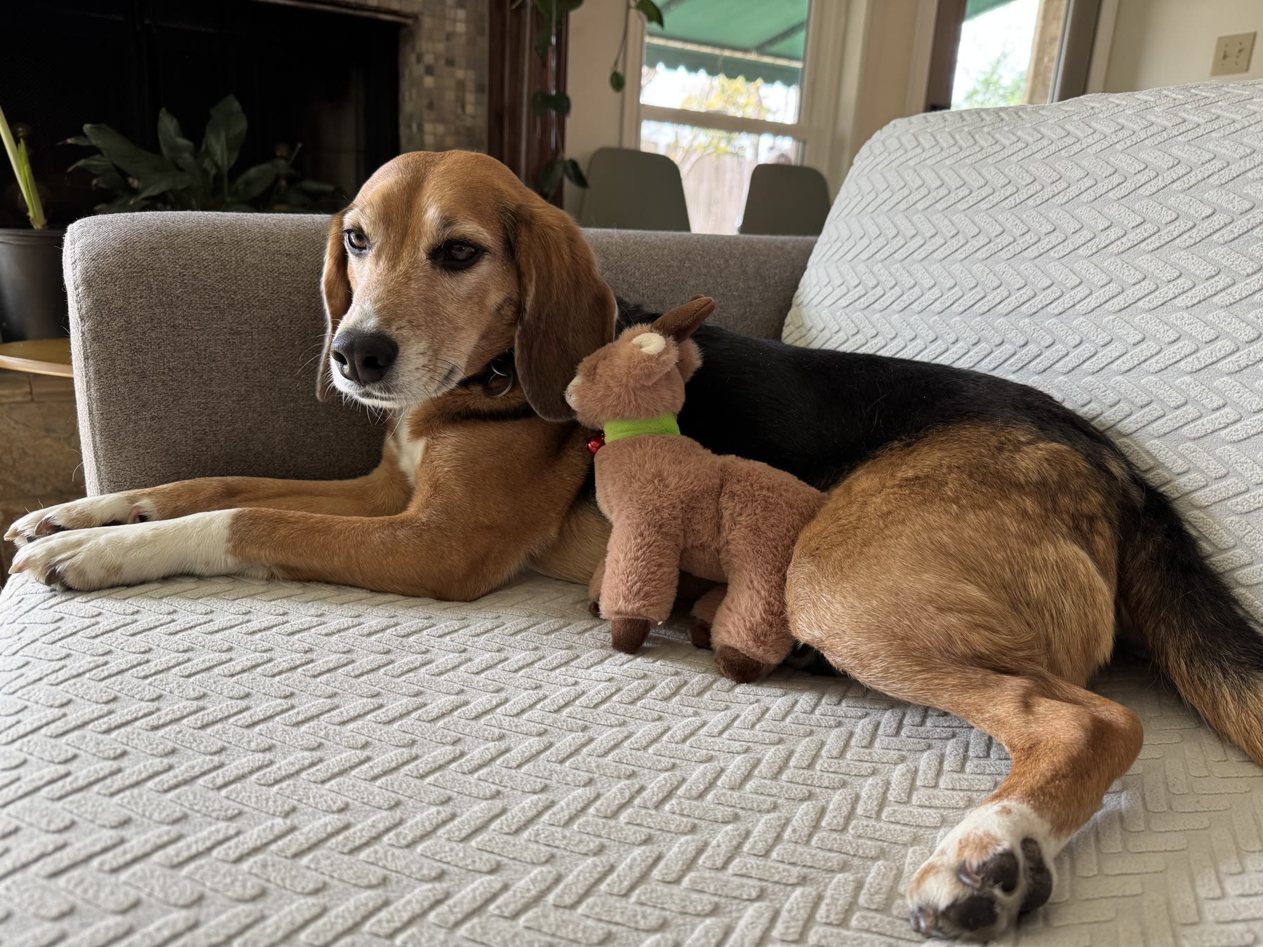 Milo resting on a sofa with his favorite stuffed toy